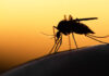 World Mosquito Day: AMMREN calls for stronger action against malaria as Africa records 94% of global cases
