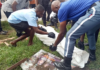 Forklift kills roadside pawpaw seller at Asokwa Brewery