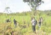 NACOC warns of rising cannabis addiction among children in Volta through toffees, soft drinks
