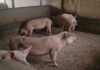 Central East Police arrest man over alleged theft of 50 pigs, two others with suspected cannabis