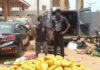 Police arrest two, seize 692 parcels of suspected Indian hemp at Dawhenya