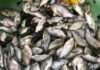 Adipa landfill site: River Doboro pollution kills 500 crates of fish at Hebron fish farm