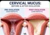 Cervical mucus changes can help women understand their fertile window